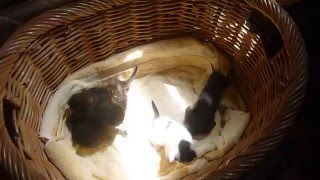 Lizzy Kitty's Kittens - Learning To Walk