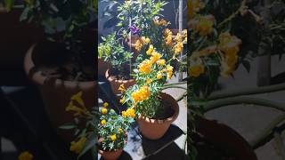 Home Garden  #homegarden #indoorplants #homegardenideas #ytshortstrending #shorts