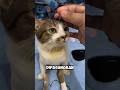 Kucing lucu😁| #shortsfeed #masasekolah #komedi #momentlucu #cat