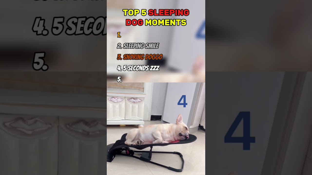 Top 5 Sleeping Dog Moments 