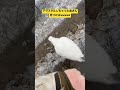 リアルテラスタル　#ポケモン