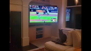 Cat loves to watch baseball