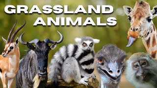𝗧𝘆𝗽𝗲𝘀 𝗢𝗳 𝗚𝗿𝗮𝘀𝘀𝗹𝗮𝗻𝗱 𝗔𝗻𝗶𝗺𝗮𝗹𝘀 | Animals Names | #animals..