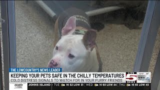 VIDEO: Charleston Animal Society urges pet owners to protect animals amid frigid weather