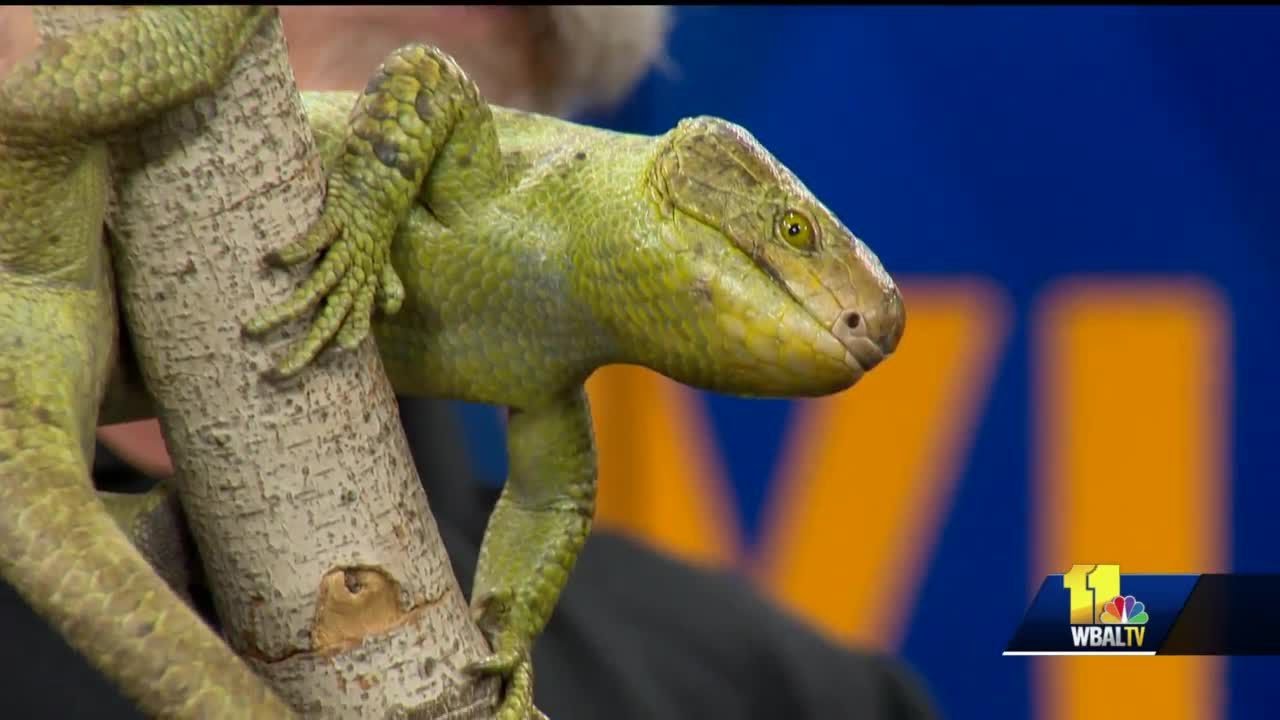 wbal-tv baltimore Maryland Zoo brings in Solomon Island Skink