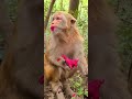 Baby Monkey BO BO Cute Monkey Funny Monkey Smart Monkey Videos #Shorts(1)