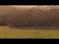 Mind blowing starling murmuration  exceptional close up in cornwall