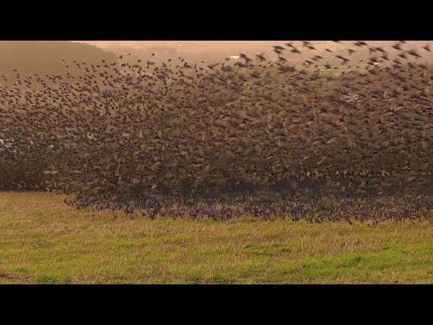 Mind Blowing Starling