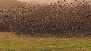 Mind Blowing Starling Murmuration - Exceptional Close Up in Cornwall