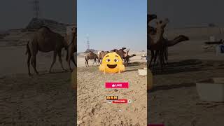 Download Lagu isi punuk unta bukan air 😱‼️ #shortvideo #funny #shortsfeed #shortvideo #youtubeshorts #viral MP3