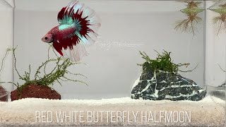 🏆 ACQUIRED 🏆 SUBARASHI すばらしい RED WHITE BUTTERFLY HALFMOON AJ136