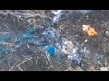 Знищуємо в лісі і полі і 