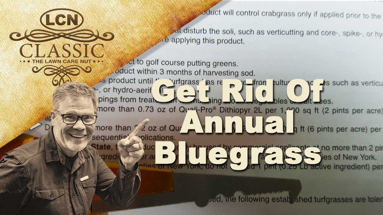 annual bluegrass