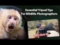 17 Essential Tripod Tips For Wildlife Photographers