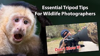 17 Essential Tripod Tips For Wildlife Photographers