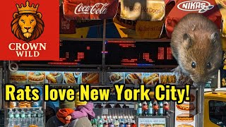 Rats Love New York City