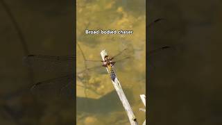First dragonflies visit my wildlife pond! 😍