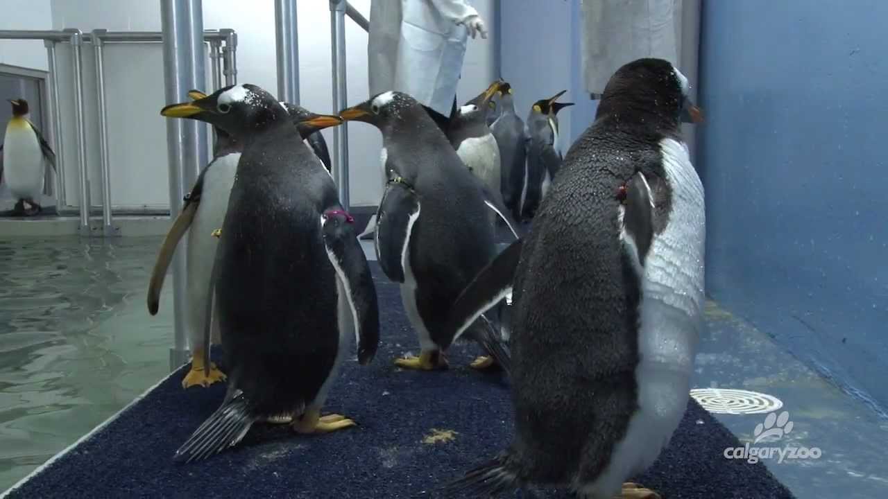 The Penguins Have Arrived at The Calgary Zoo