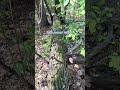 down the deer trail