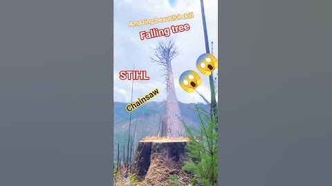 falling tree tall tree Stihl chainsaw #shortsfeed #treecutting #tree #shorts #arborist #treefelling