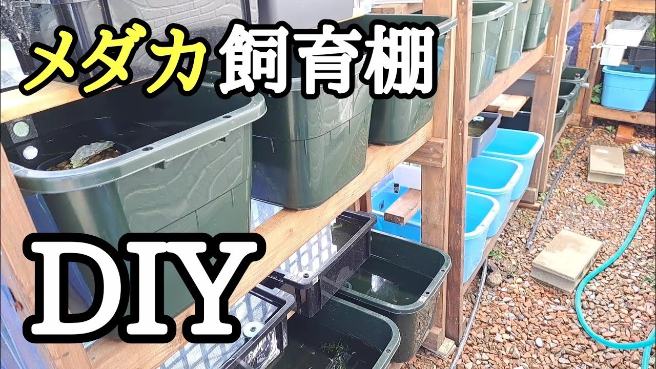 めだかの飼育棚!揃えたら見栄えがオシャレに【メダカ】 - YouTube めだかの飼育棚!揃えたら見栄えがオシャレに【メダカ】 - YouTube