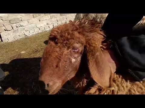 هل تعلم كيف يتم علاج اصابة العيون عند الاغنام والماعز والابقار بشكل صحيح ونتيجة