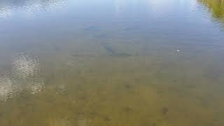 Fly Fishing Big Snook during Tampa Bay negative low tide
