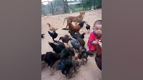 Me nyuam yau pub qaib