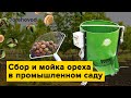 Ореховый сад в Полтаве. Сбор и мойка грецкого ореха, сезон 2021/2022