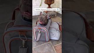 Airline Approved Pet Carriers