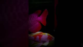 魚缸紀錄01-20210306