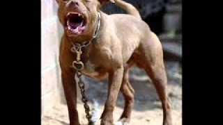 TOP 10 STRONGEST DOGS IN THE WORLD by East Europe TV 54 views 8 years ago 1 minute, 4 seconds