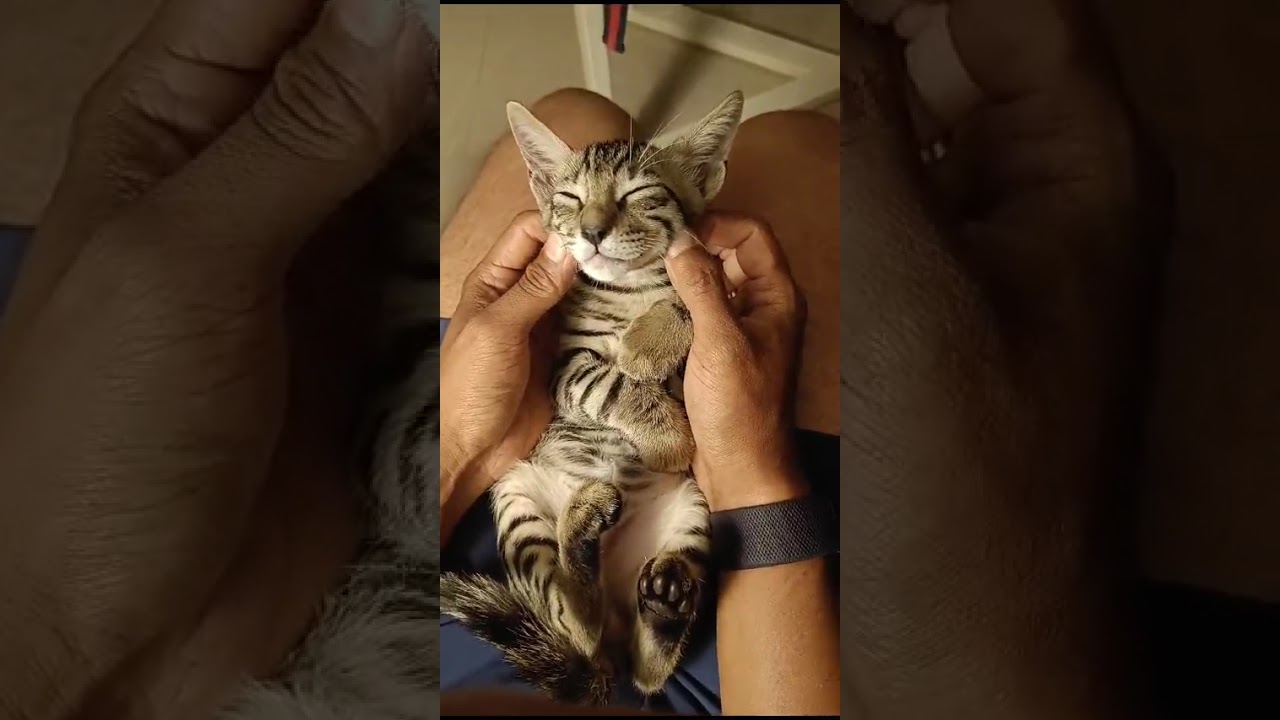 @catlover Cat chill massage,peace and clam enjoyed 