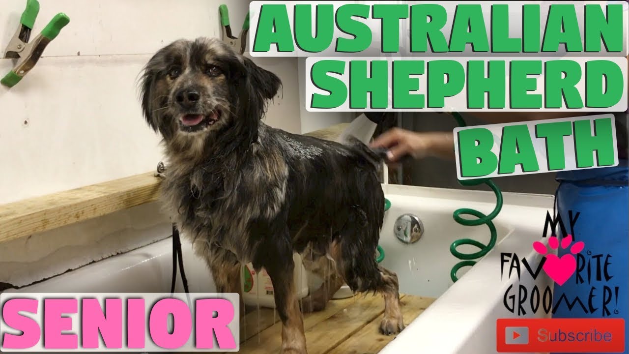Older Dog Bath YouTube