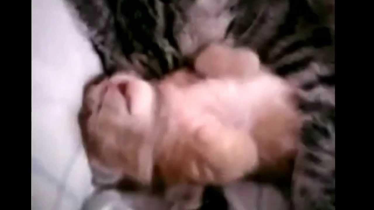 1 boy 2 kittens original