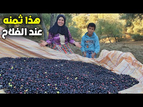 إنطلاق موسم جني الزيتون البلدي الجبلي وهذا هو ثمنه عند الفلاح