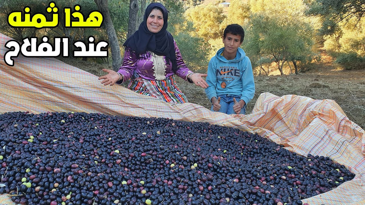هكذا يتم جني الزيتون البلدي الجبلي وهذا هو ثمنه عند الفلاح