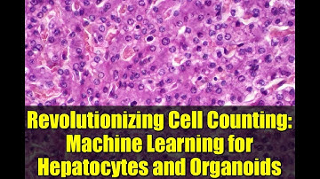 Revolutionizing Cell Counting: Machine Learning for Hepatocytes and Organoids
