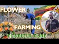 Inside Flower Farming Success Zimbabwe SBlooming Business 