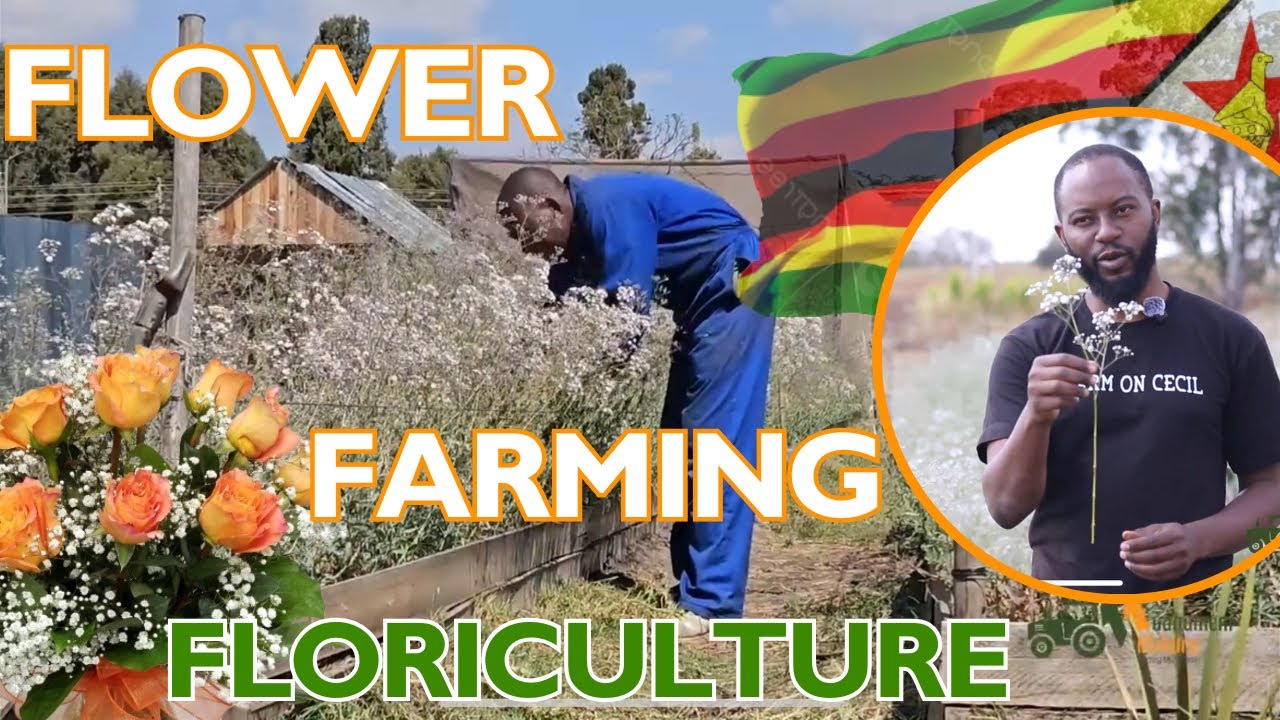 Inside Flower Farming Success | Zimbabwe'sBlooming Business