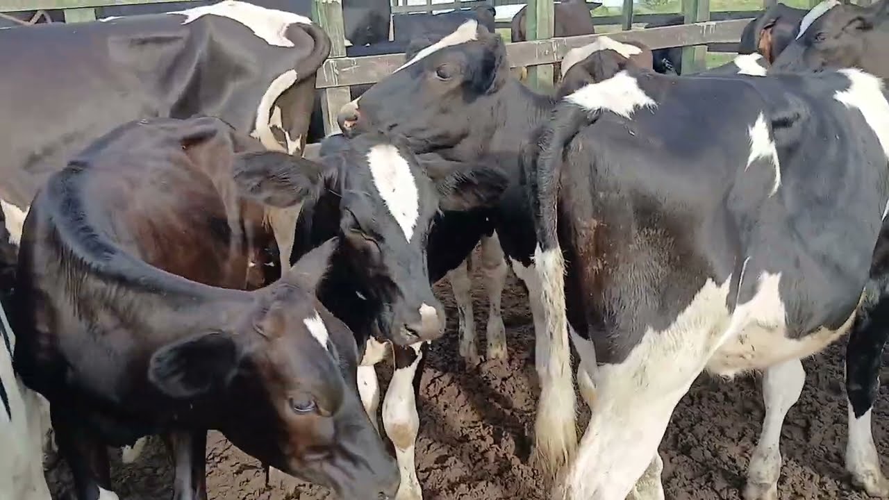 FEIRA DO GADO DE AGUAS BELAS PE 01/3/2026