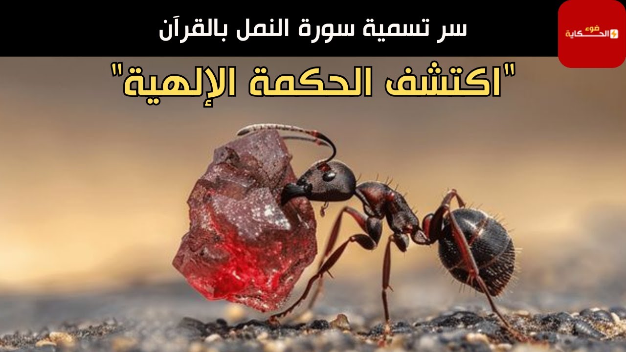 لماذا سميت سورة النمل بهذا الاسم؟ وما علاقتها بسيدنا سليمان؟