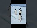 Adélie penguins playing together 🐧 #Antarctica #penguin