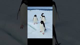 Adélie penguins playing together 🐧 #Antarctica #penguin