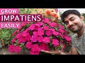 Impatiens flower  impatiens plant care  grow impatiens easily  shade loving flower 