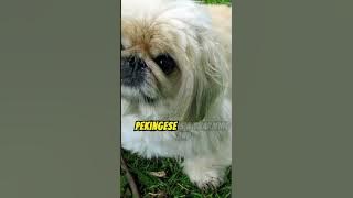 Why The Pekingese Is The Worst Dog In The World