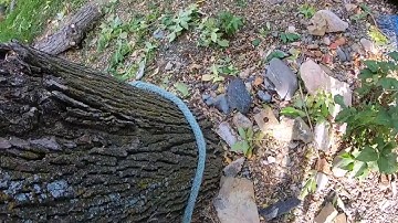 How to attach a porta- wrap with a timber hitch  anchor