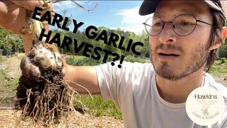 Did We Lose Our Garlic Harvest?!
