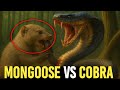 The King Cobra and the Mongoose - Brain vs Venom: The Ultimate Jungle Showdown