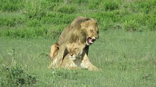 Tanzania 2018 - Ndutu - Lions Mating